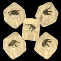 Bugs in a Plastic Ice Cube