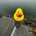 Jumbo Duck