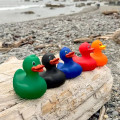 Rubber Duck