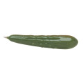 Pickle Pen