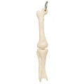 Knee Joint Bone Keyring