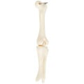 Knee Joint Bone Keyring