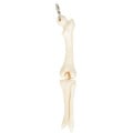 Knee Joint Bone Keyring