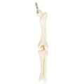 Knee Joint Bone Keyring