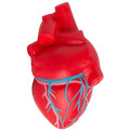 Anatomic Heart with Veins Stress Reliever