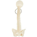 Spine and Pelvis Bone Keyring