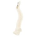 Spine and Pelvis Bone Keyring