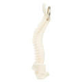 Spine and Pelvis Bone Keyring