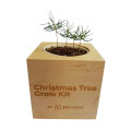 Sprigbox Christmas Tree Grow Kit