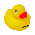 Colorful Duck