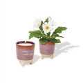 Modern Sprout® Glow & Grow Live Well Gift Set