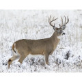Products Trophy Whitetail Deer Appointment Calendar - Sta...