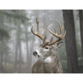 Products Trophy Whitetail Deer Appointment Calendar - Sta...