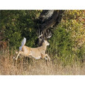 Products Trophy Whitetail Deer Appointment Calendar - Sta...