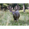 Products Trophy Whitetail Deer Appointment Calendar - Sta...