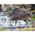 Products Trophy Whitetail Deer Appointment Calendar - Sta...