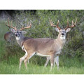 Products Trophy Whitetail Deer Appointment Calendar - Sta...