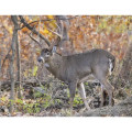 Products Trophy Whitetail Deer Appointment Calendar - Sta...
