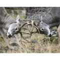 Products Trophy Whitetail Deer Appointment Calendar - Sta...