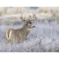 Products Trophy Whitetail Deer Appointment Calendar - Sta...
