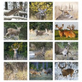 Products Trophy Whitetail Deer Appointment Calendar - Sta...
