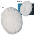 Brain Shape Stress Ball