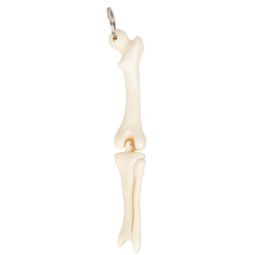 Knee Joint Bone Keyring