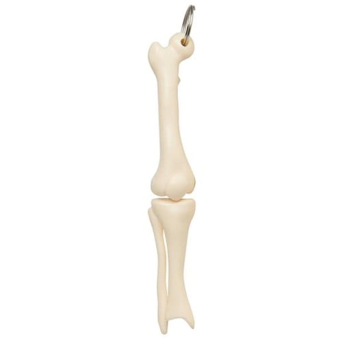 Knee Joint Bone Keyring