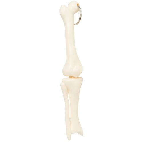 Knee Joint Bone Keyring