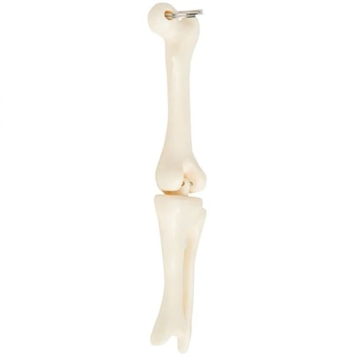 Knee Joint Bone Keyring