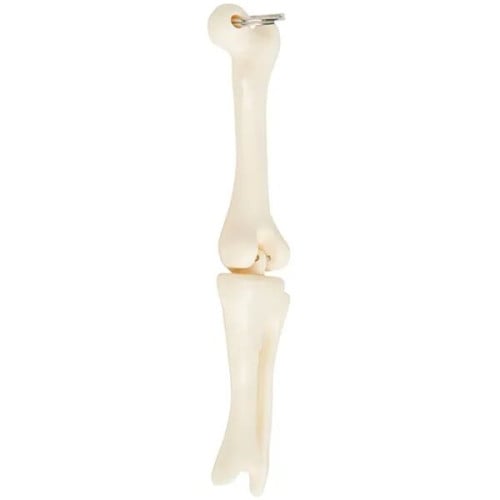 Knee Joint Bone Keyring