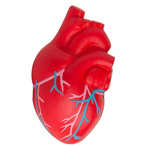 Anatomic Heart with Veins Stress Reliever