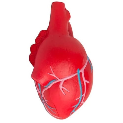 Anatomic Heart with Veins Stress Reliever