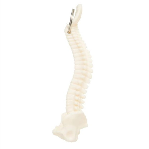 Spine and Pelvis Bone Keyring