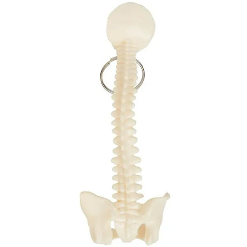 Spine and Pelvis Bone Keyring