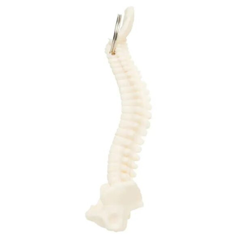 Spine and Pelvis Bone Keyring