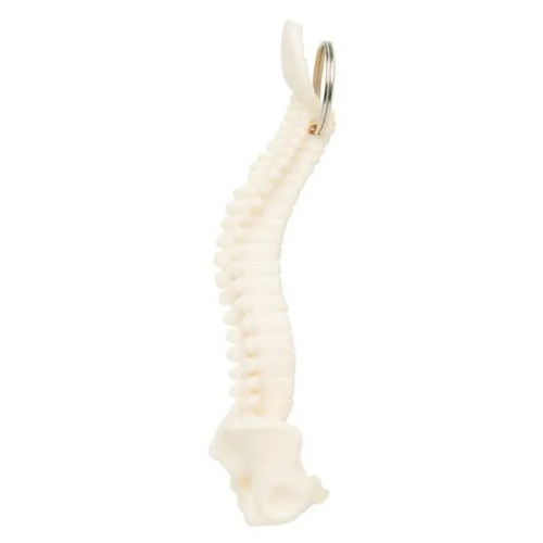 Spine and Pelvis Bone Keyring
