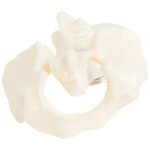 Spine and Pelvis Bone Keyring