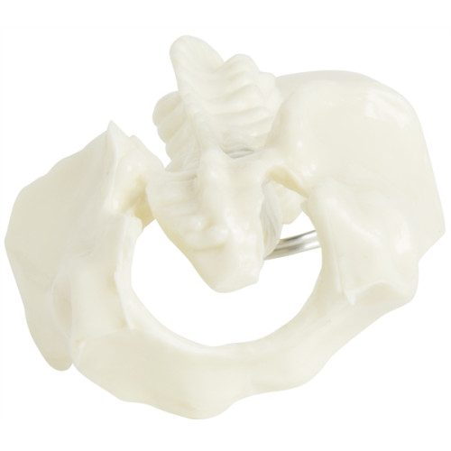 Spine and Pelvis Bone Keyring