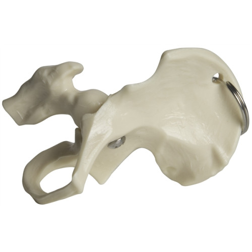 Hip Bone Keyring