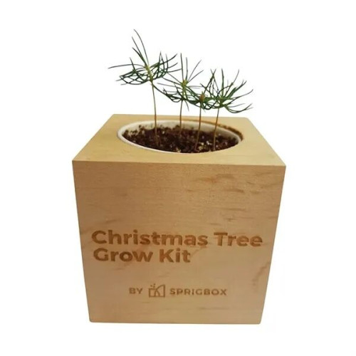 Sprigbox Christmas Tree Grow Kit
