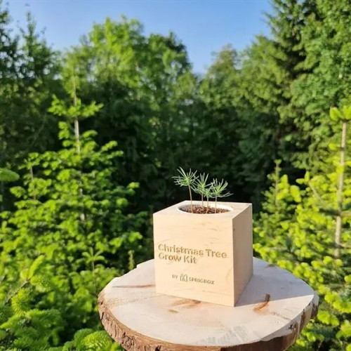 Sprigbox Christmas Tree Grow Kit
