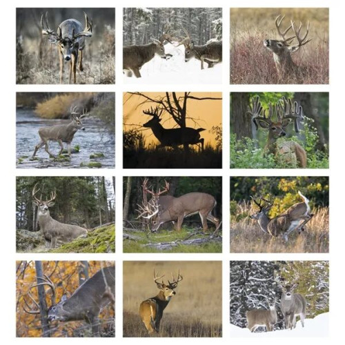 Products Trophy Whitetail Deer Appointment Calendar - Sta...