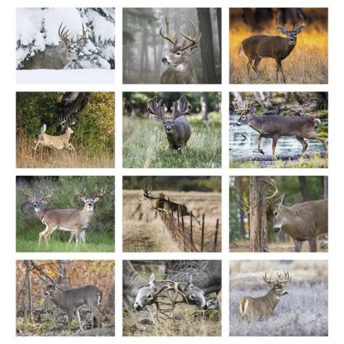 Products Trophy Whitetail Deer Appointment Calendar - Sta...