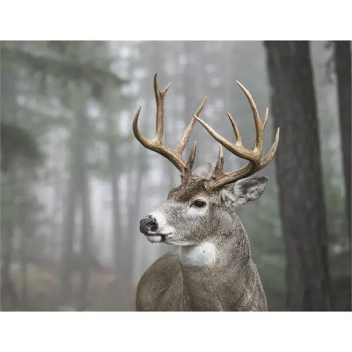 Products Trophy Whitetail Deer Appointment Calendar - Sta...