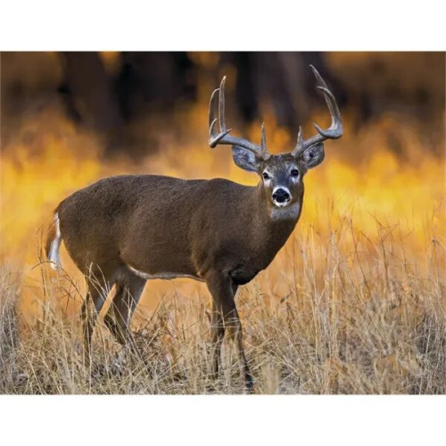 Products Trophy Whitetail Deer Appointment Calendar - Sta...