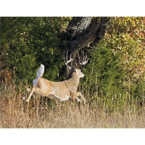 Products Trophy Whitetail Deer Appointment Calendar - Sta...