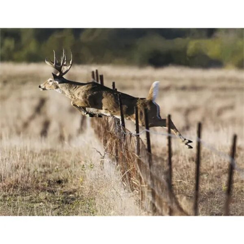 Products Trophy Whitetail Deer Appointment Calendar - Sta...