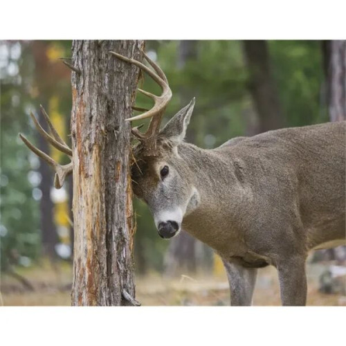 Products Trophy Whitetail Deer Appointment Calendar - Sta...