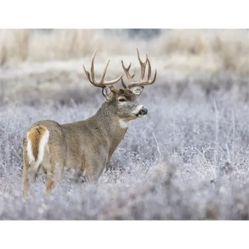 Products Trophy Whitetail Deer Appointment Calendar - Sta...